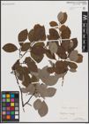 Foto von Salix caprea L.